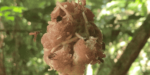 Bees swarm around a hanging piece of chicken