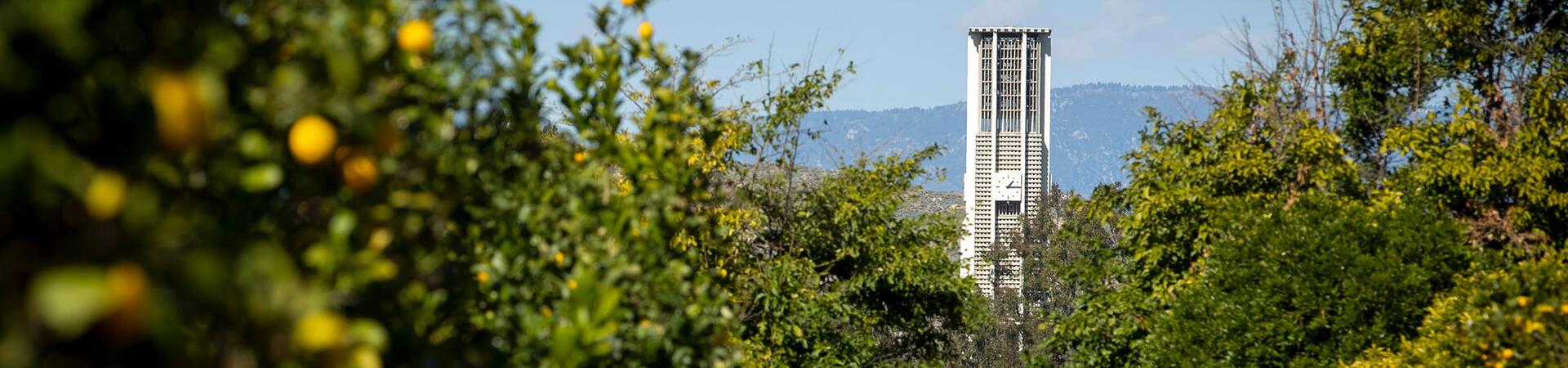 Bell tower with citrus trees